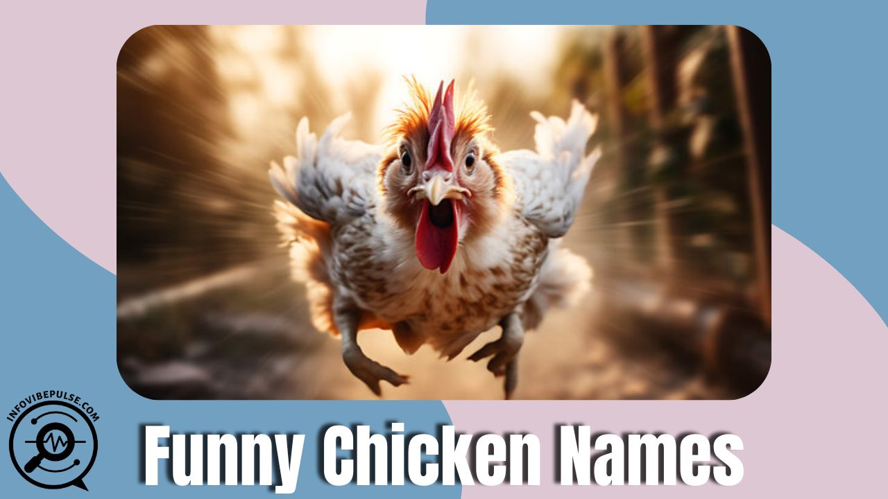 Funny Chicken Names that are clever, amusing, and creative for your flock.